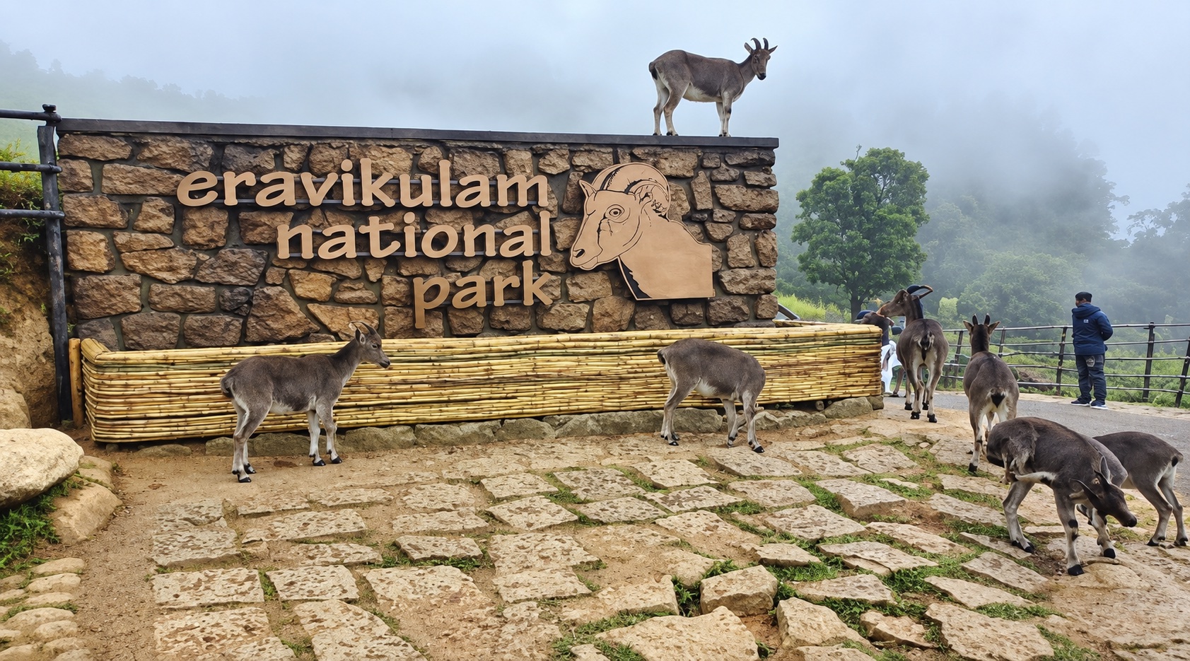 Eravikulam national park(Rajamalai)