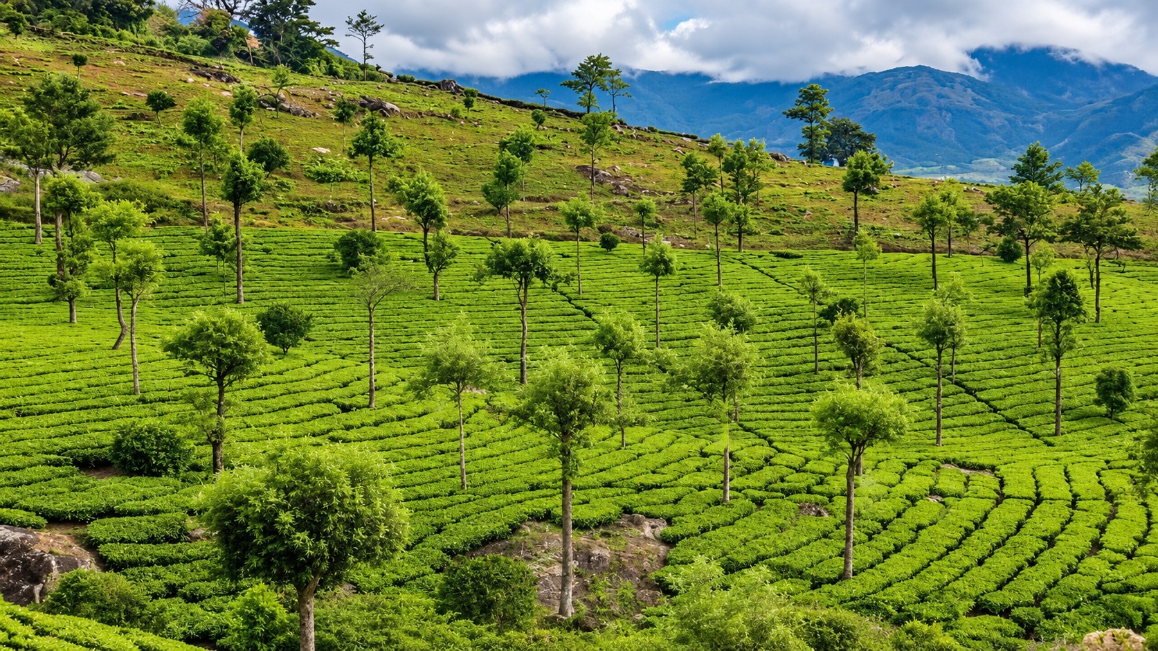 Tea estates